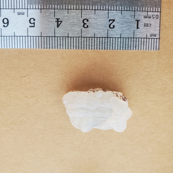 🦣FOSSILS FOR KIDS🦖 - Picture 7 of 14